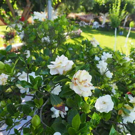 Elena Stoypa アパート *