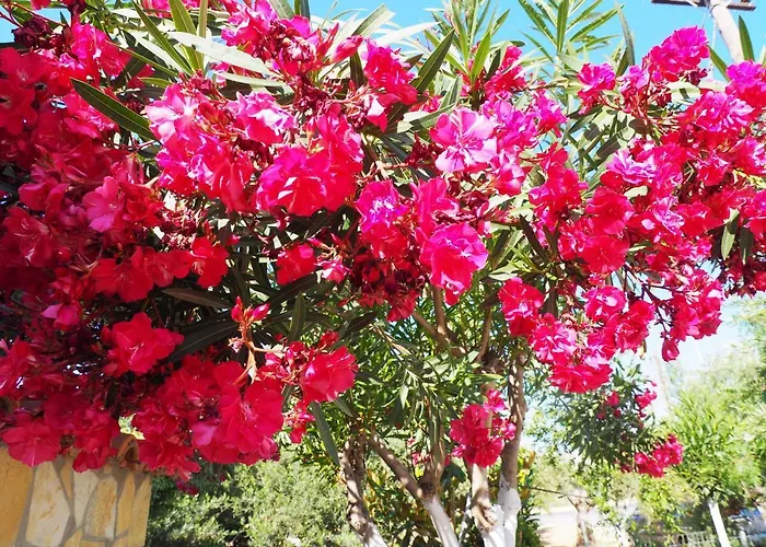 Elena Stoypa Apartmán *