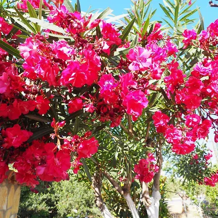 Elena Stoypa Apartamento *